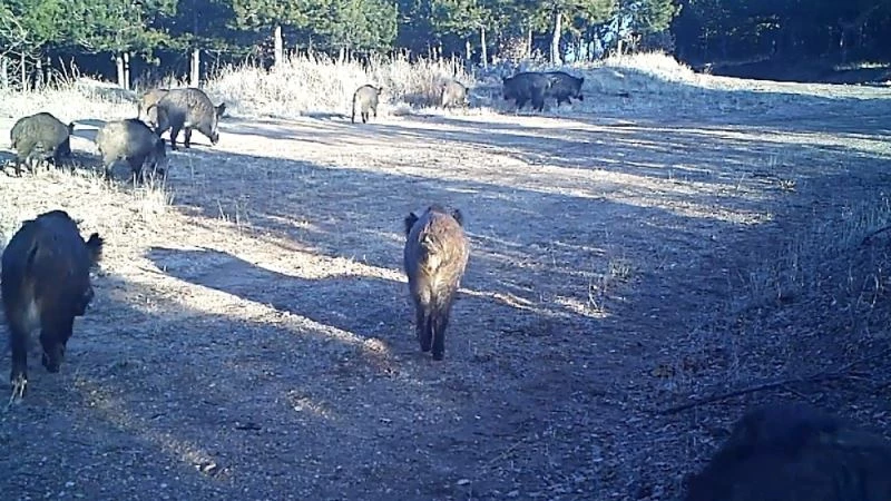 Yaban hayatının gün yüzüne çıkan görüntüleri fotokapanda
