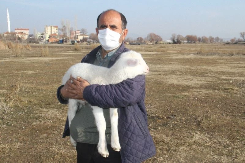 Bunlar da kış kuzuları
