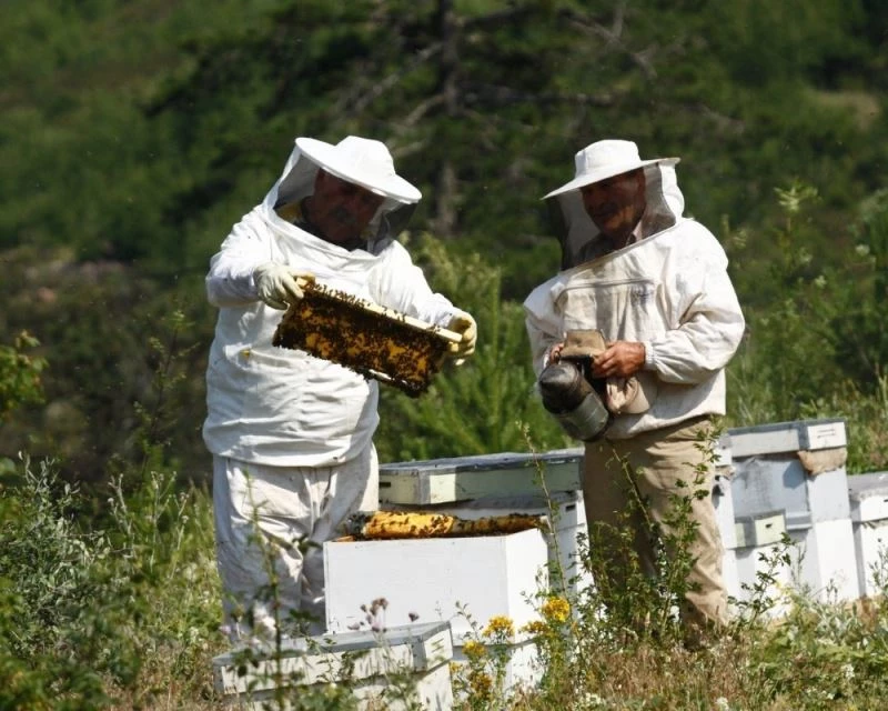 İnönü ormanlarından bal damlayacak
