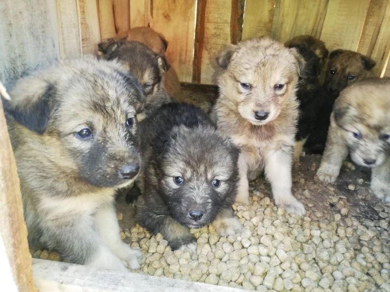 Annesiz kalan 12 yavru köpek koruma altına alındı
