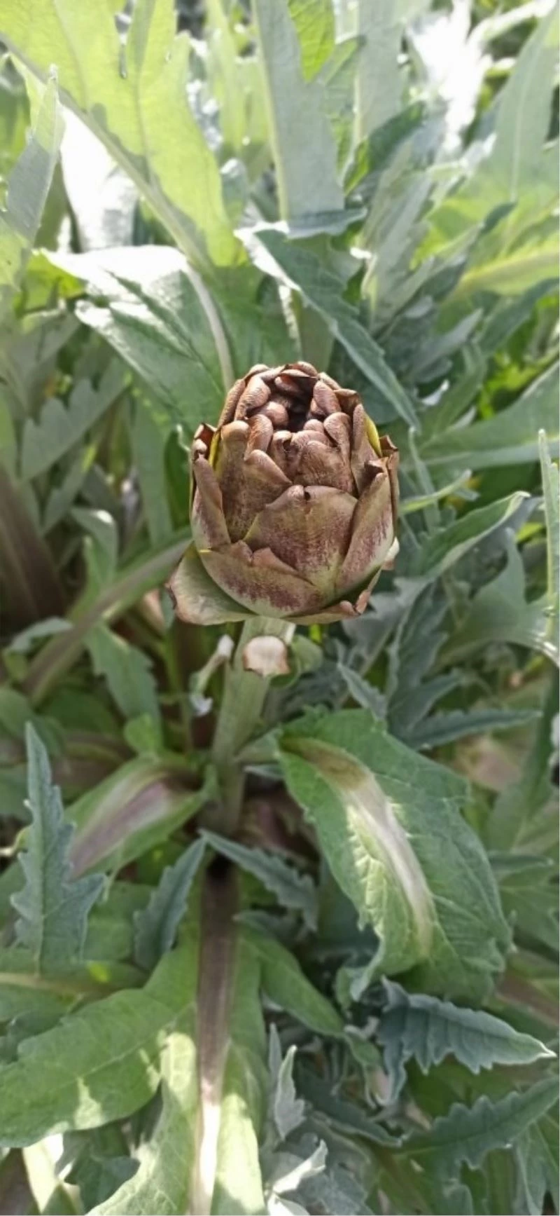 Enginar tarlalarında zarar tespit çalışması yapıldı
