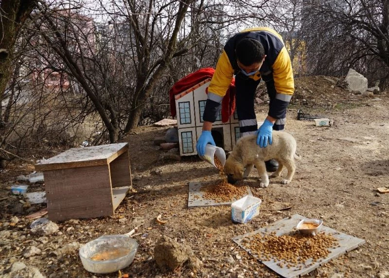 Kastamonu’da sokak hayvanları için 14 ton mama harcandı
