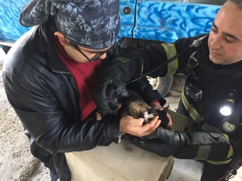 Yangında boğulmak üzere olan kedi oksijenle hayata döndü
