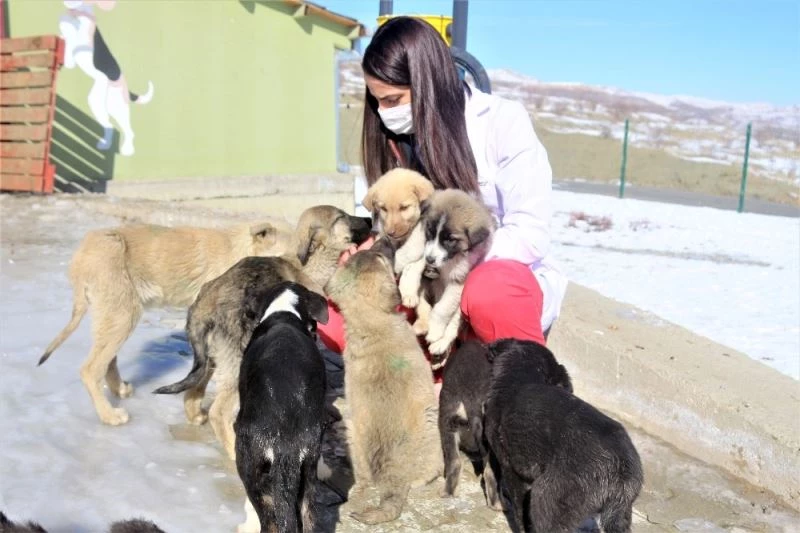 (Özel) Evcil hayvan sahiplendirme oranında rekor

