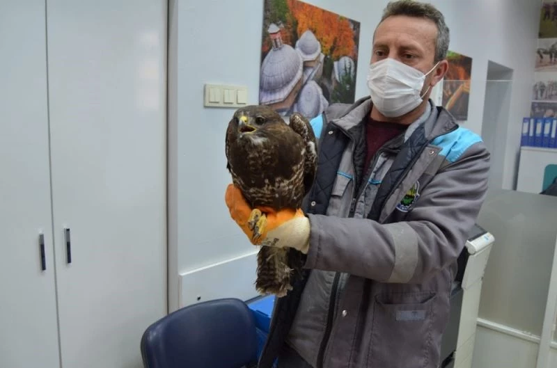 Yaralı şahine önce vatandaş, sonra belediye sahip çıktı
