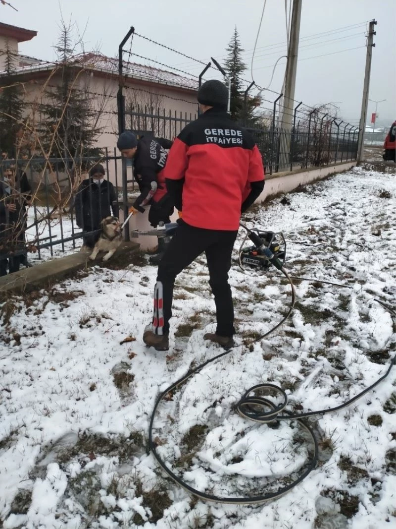 Bolu’da bahçe demirlerine sıkışan köpeği itfaiye kurtardı
