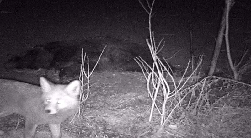 Tilki telef olan domuzla karnını doyurdu
