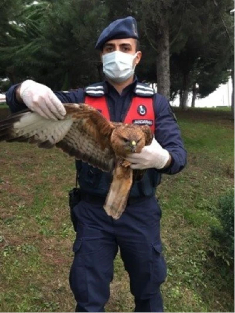 Saçma ile yaralanan şahini jandarma kurtardı
