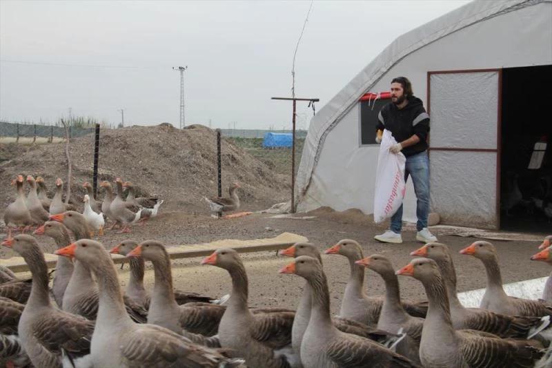 Uzaktan eğitimi fırsata çevirip ailesinin yardımıyla kaz çiftliği kurdu