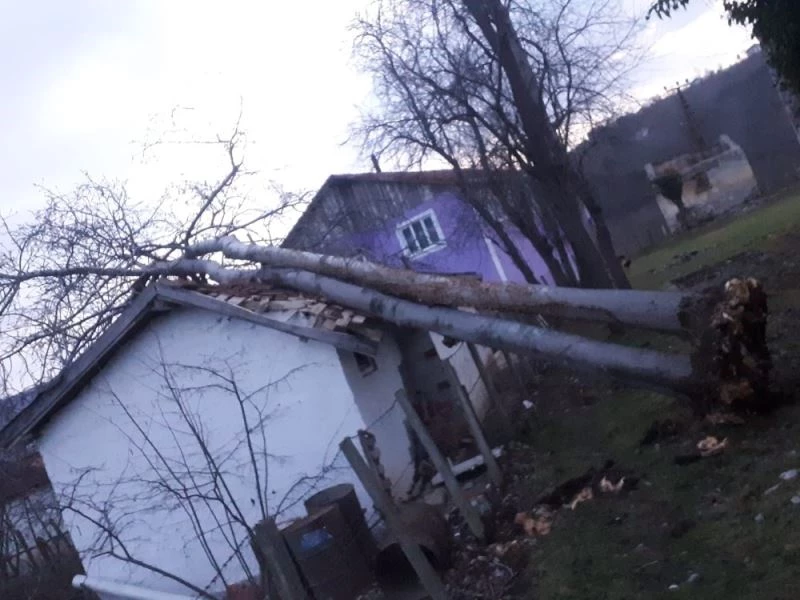 Fırtınanın devirdiği ağaç, ahırın üzerine düştü
