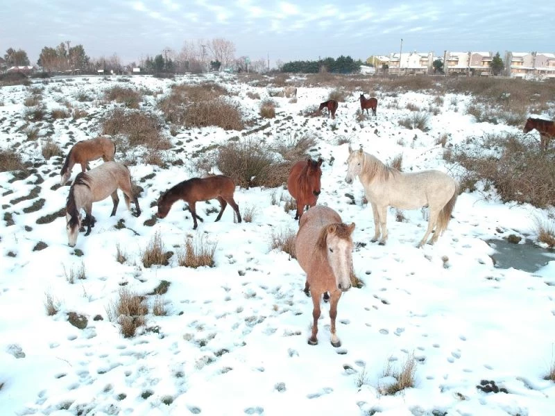 Drone gören yılkı atları poz verdi
