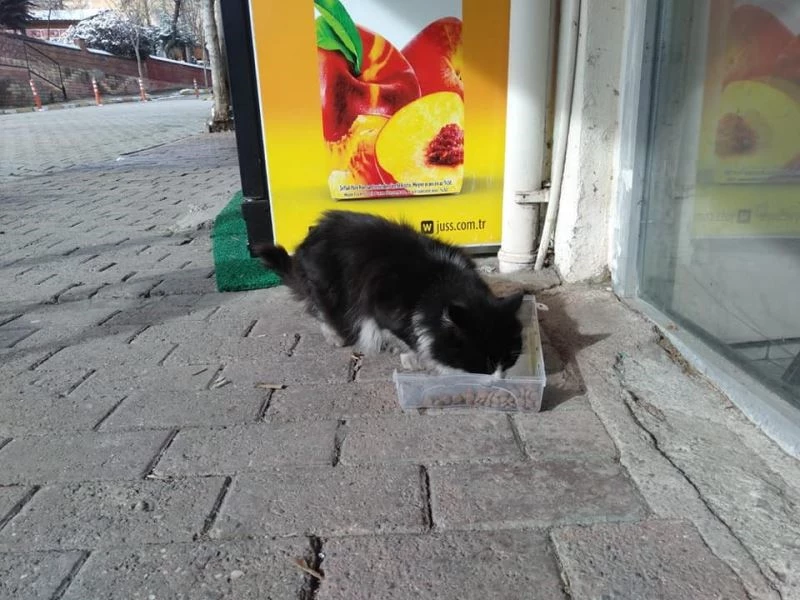 Cide’de sokak hayvanlarına mama dağıtıldı
