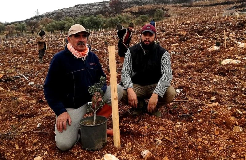 Çeşme’de yanan alanlara sakız fidanları dikiliyor
