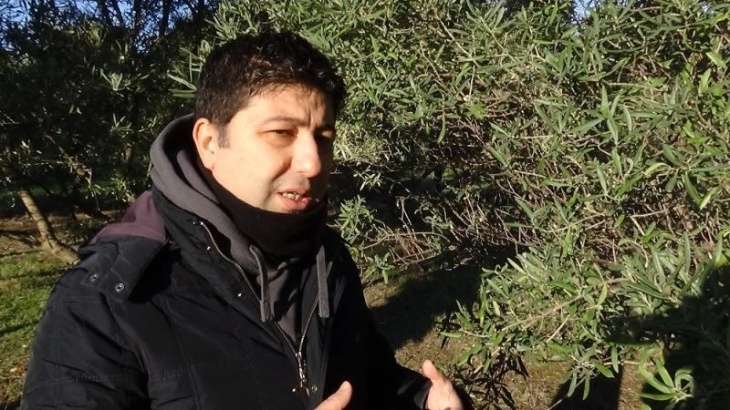 Karın zeytinlikler için bir etkisi daha ortaya çıktı
