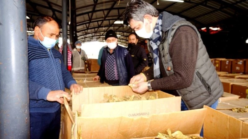 Sarıgöl’de tütün alımlarına başlandı
