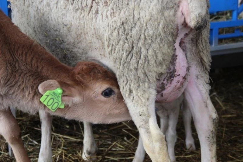 Annesi sandığı koyundan süt emen buzağı görenleri şaşırtıyor
