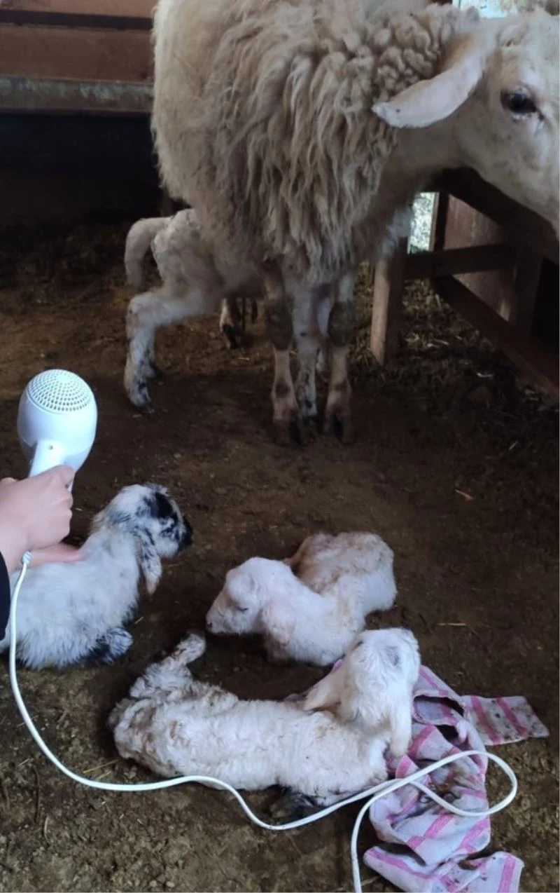 3 yıldır bir batında dördüz doğuruyor
