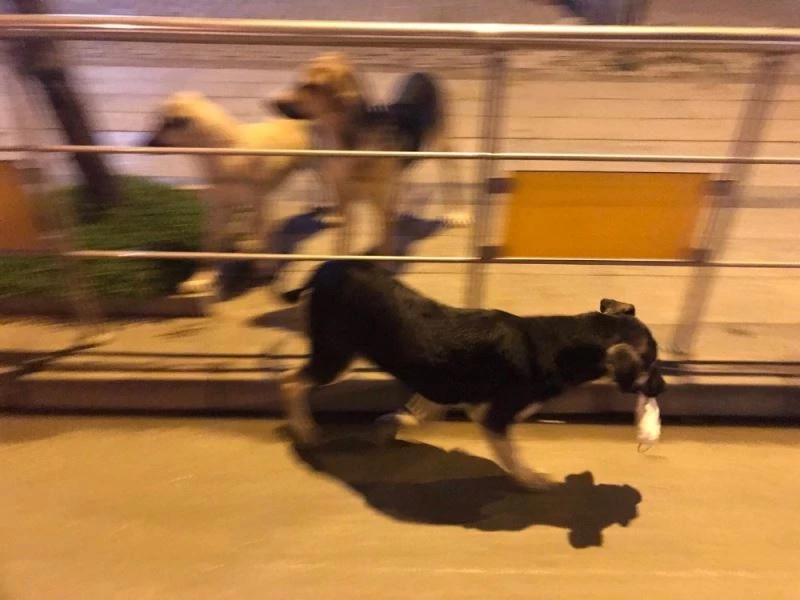 Kullanılıp yere atılan maske ve eldivenler tehlike saçıyor
