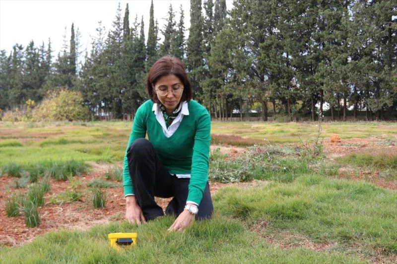 Akdeniz Üniversitesinde kuraklığa dayanıklı çim çeşitleri üzerinde çalışılıyor