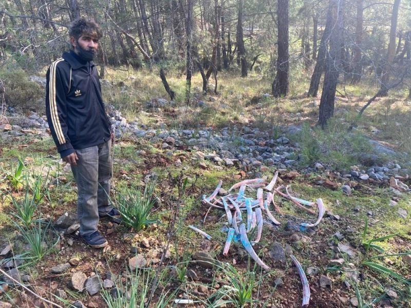 Ormanlık alanda zehirli kemikler bulundu
