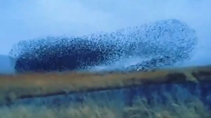 Sığırcık kuşlarından görsel şölen: Binlercesi bir araya geldi
