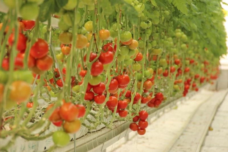 Pandemi döneminde topraksız tarıma ve domatese ilgi arttı
