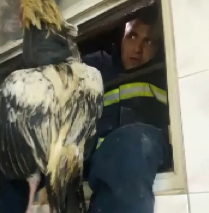 Dövüş horozu havalandırma boşluğuna düştü
