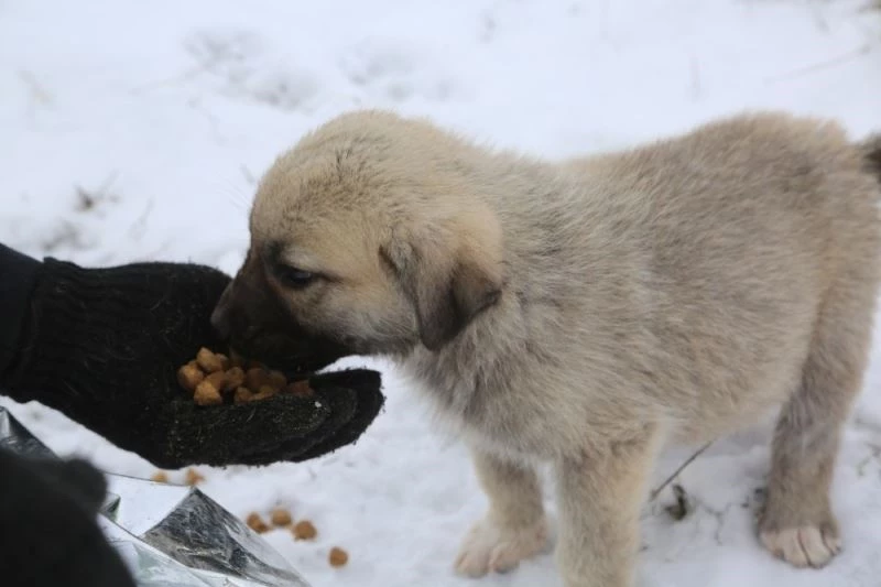 Odunpazarı Belediyesi can dostlarımızı unutmadı
