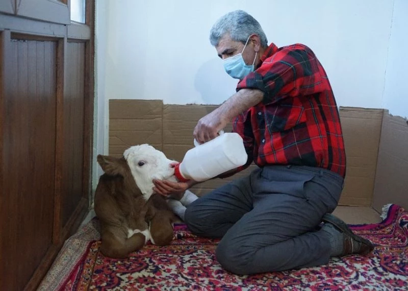 Annesi ölen ‘Garip’ isimli buzağıya, evlerinde gözleri gibi bakıyorlar
