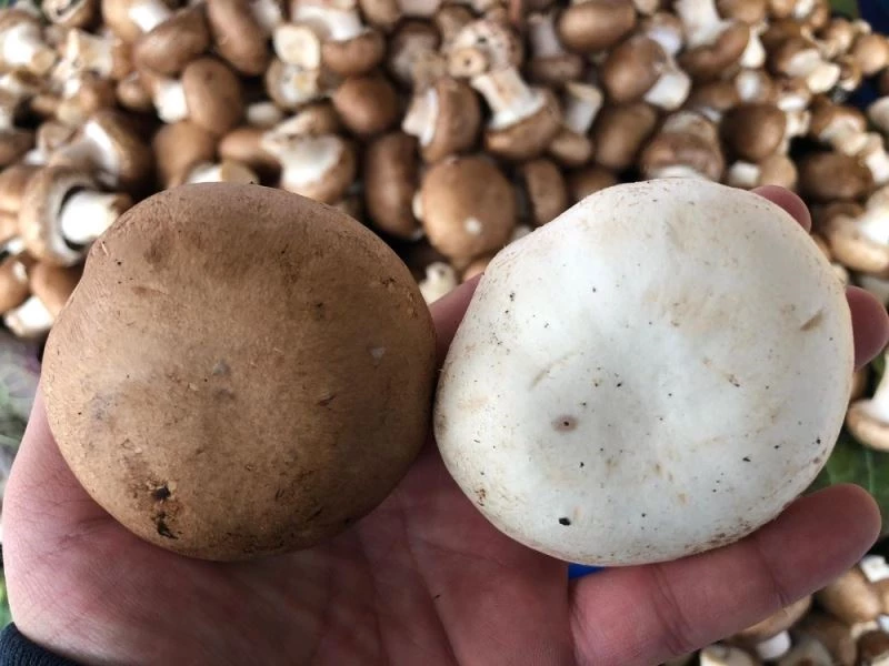 Tadına bakan tekrar alıyor
