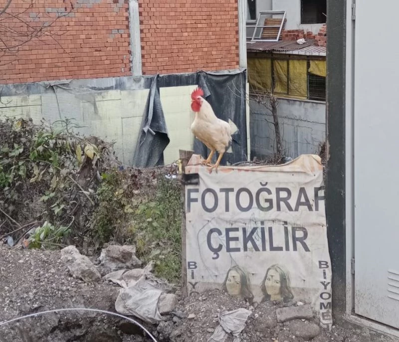 Horozlar da fotoğraf çektirdi
