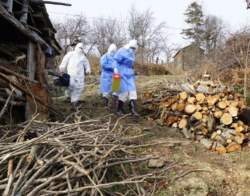 Filyasyon ekiplerini, yaban hayvanları bile durduramadı
