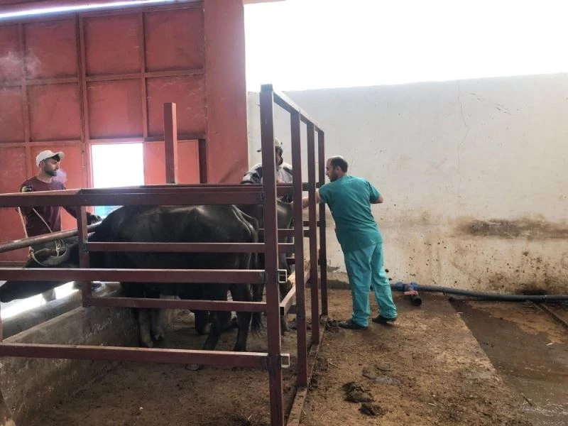 Mandalarda Suni Tohumlama Uygulamasının Yaygınlaştırılması Projesi başladı
