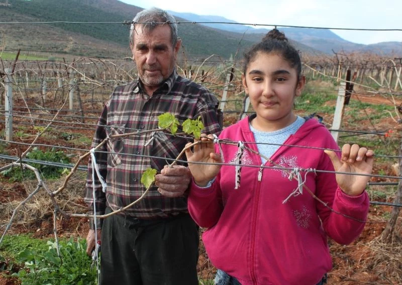 Üzüm bağları yalancı bahara aldandı
