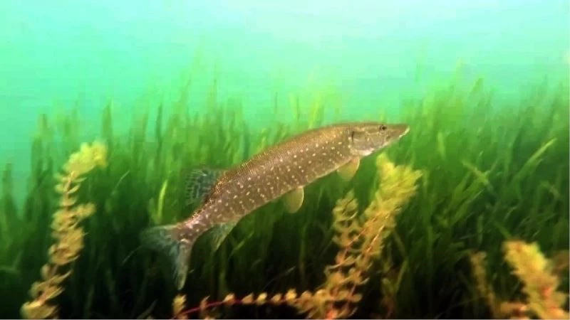 Sapanca Gölünün dibini ilk kez böyle göreceksiniz
