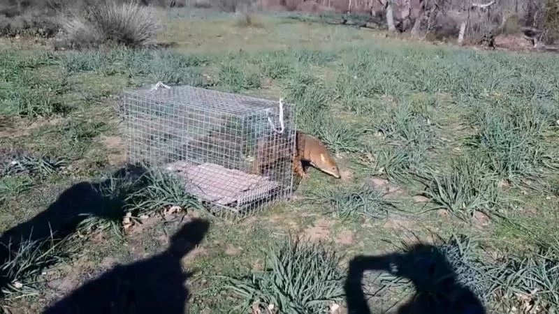 Bursa’da araç çarpan çakal tedavisinin ardından tabiata salındı
