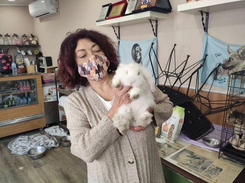 Barınağa terkedilen ‘Misket’ tavşan yuva arıyor
