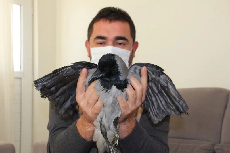 Uçamayan karganın kanatlarının kesildiği anlaşıldı
