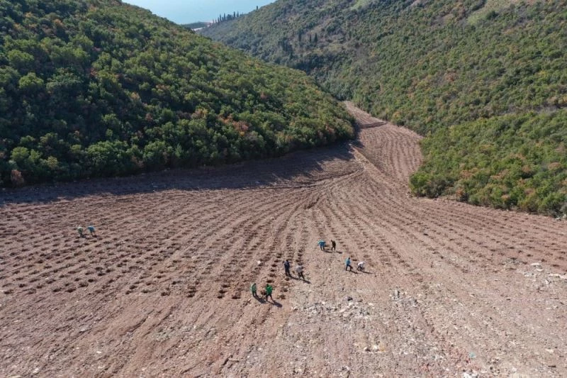 Hereke dolgu alanı 8 bin ağaçla yeşillendiriliyor
