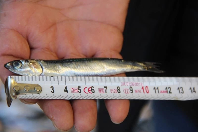 Balıkçılar hamsinin neslinin tükenmemesi için çağrıda bulundu:
