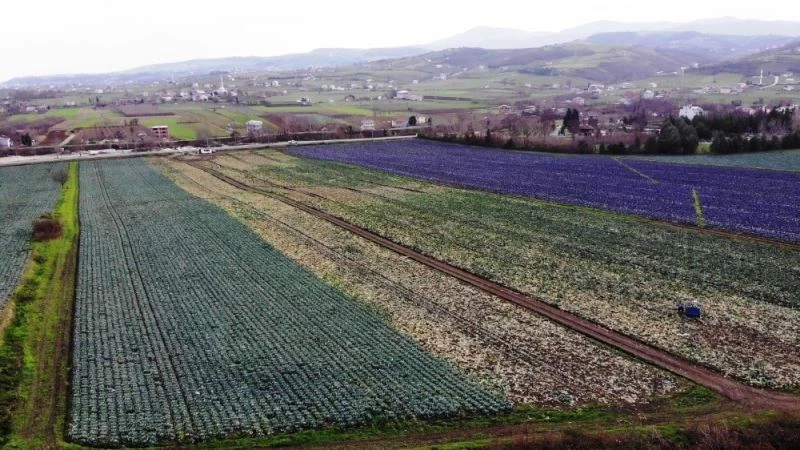 Kışlık sebzede çiftçinin altın yılı
