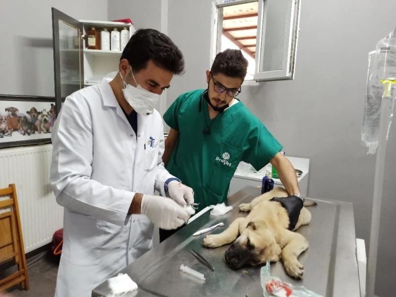 İyilik sadece insana yapılmaz
