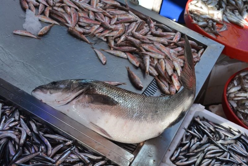 6 kiloluk levrek, 780 liradan satılıyor
