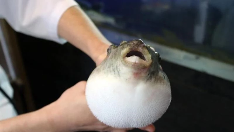 Balon balığının Akdeniz’den Van’a ’ölüm’ yolculuğu
