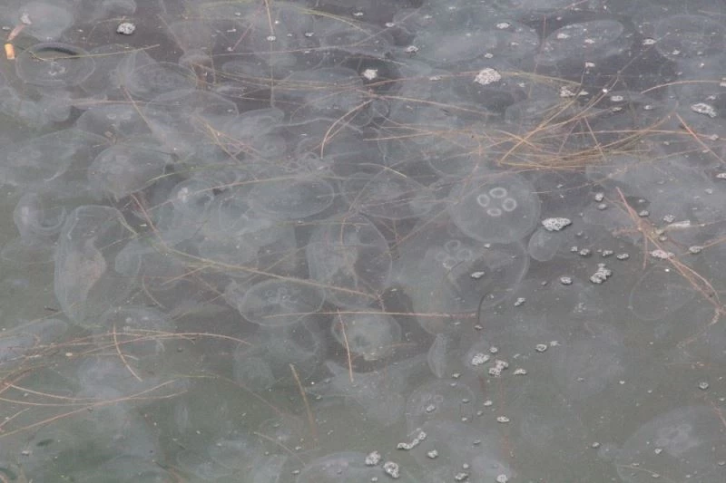 Karadeniz’de denizanası istilasına uzman yorumu: “Korkulacak bir şey yok”

