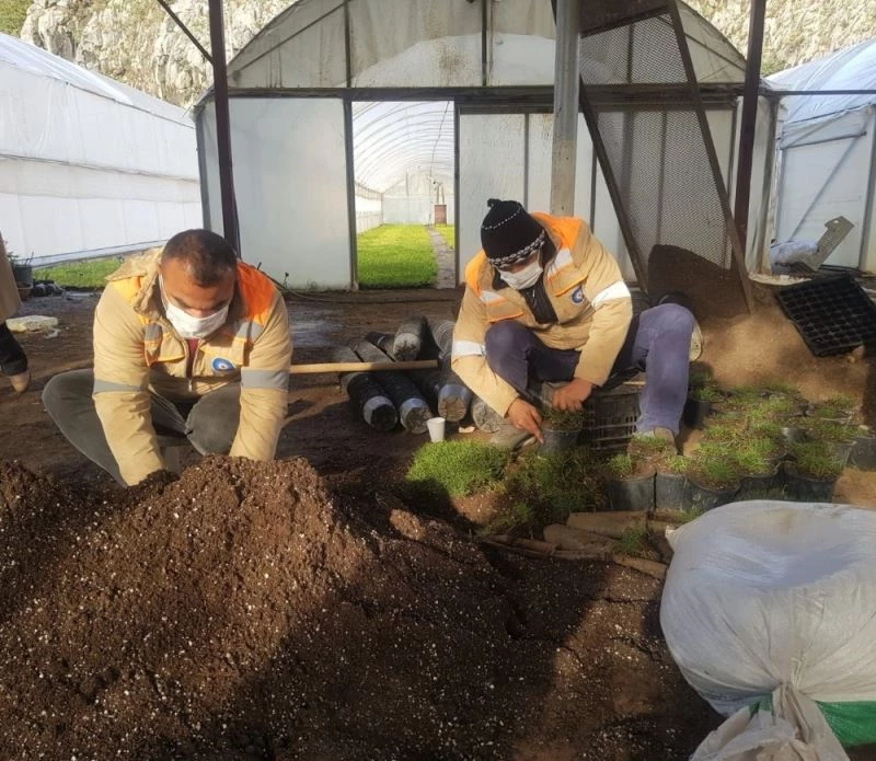 Büyükşehir susuzluğa dayanıklı çim üretiyor
