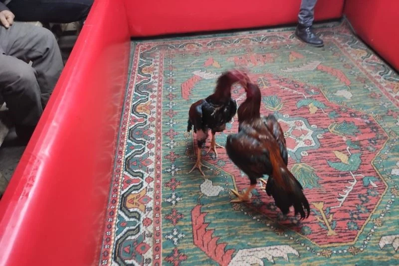 İzmir’de horoz dövüşü yapılan çay ocağına baskın: 31 kişiye 148 bin 955 lira ceza
