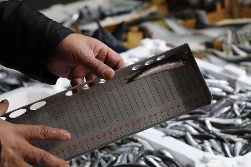 Balık tezgahlarında hamsi boylarına denetim
