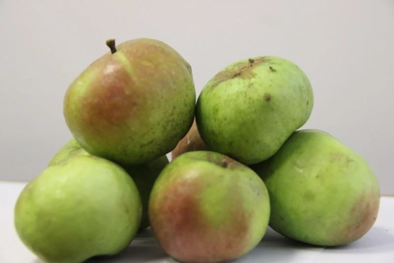 Yomra elması tescillendi
