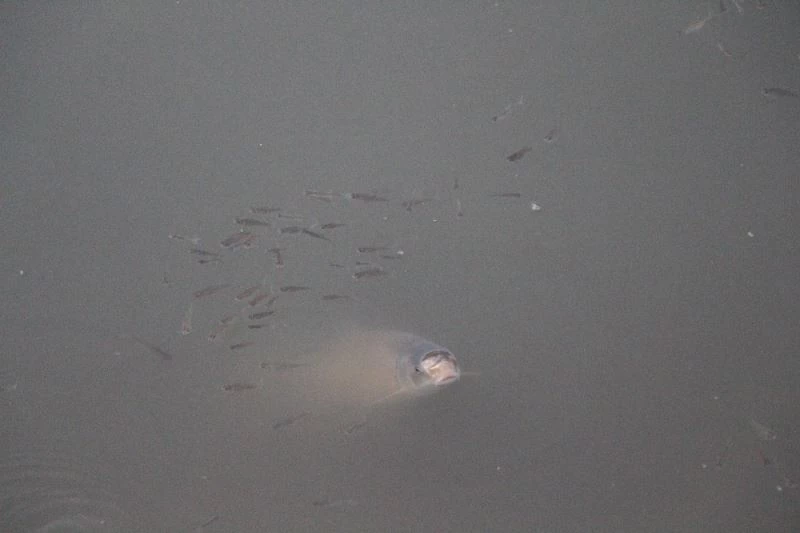 Yeşilırmak’ta üzücü görüntüler, çok sayıda balık kıyıya vurdu
